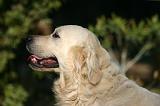 GOLDEN RETRIEVER 1125
